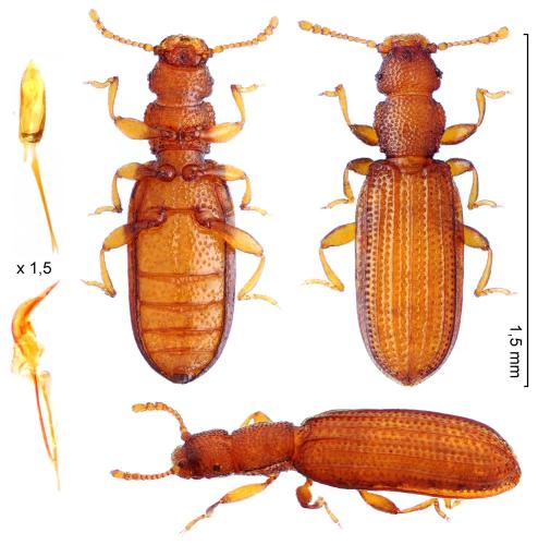 Dienerella elegans